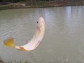 /album/pesque-e-pague/a2012-11-27-17-37-19-jpg/